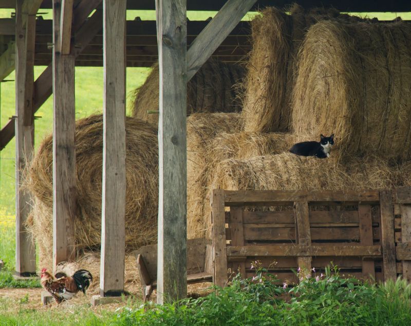 Top Rated Products for Custom Barn Construction